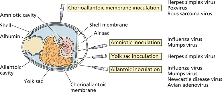 Figure 26 Growth of viruses in embryonated eggs The cutaway view of an - фото 38