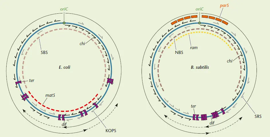 Other polar sequence biases in the chromosome include an overrepresentation of - фото 26