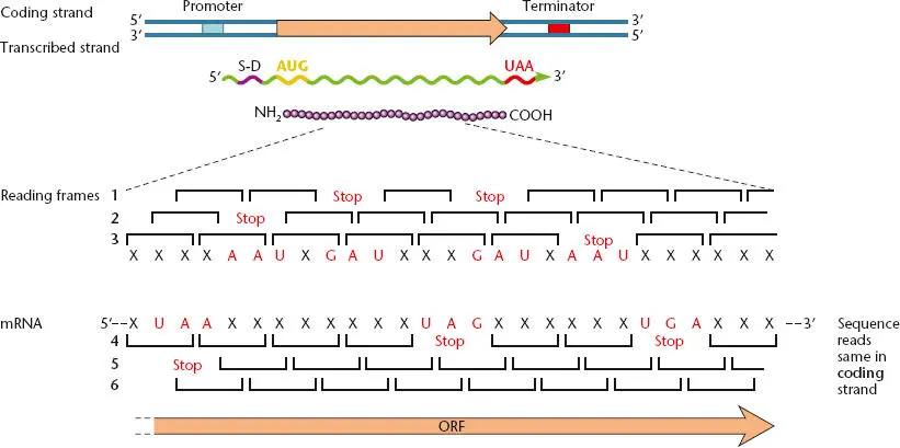 Figure 244 Relationship between gene structure in DNA and the coding sequence - фото 82