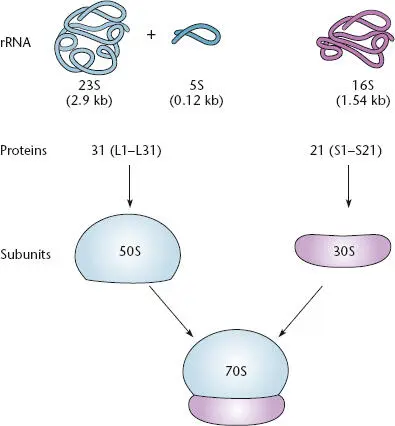 Figure 221 The composition of a bacterial ribosome containing one copy each of - фото 59
