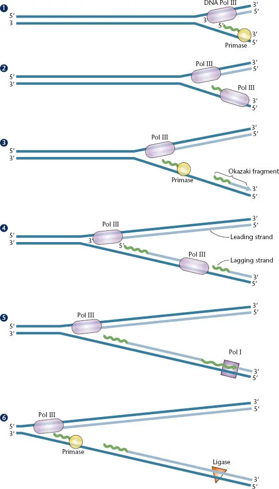 Figure 18 Discontinuous synthesis of one of the two strands of DNA during - фото 17