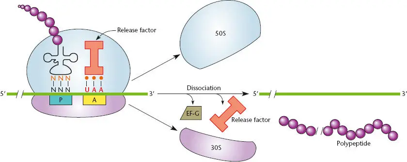 Figure 230 Termination of translation at a nonsense codon In the absence of a - фото 68