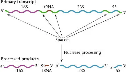 Figure 216 Precursor of rRNA The precursor transcript top contains the 16S - фото 54