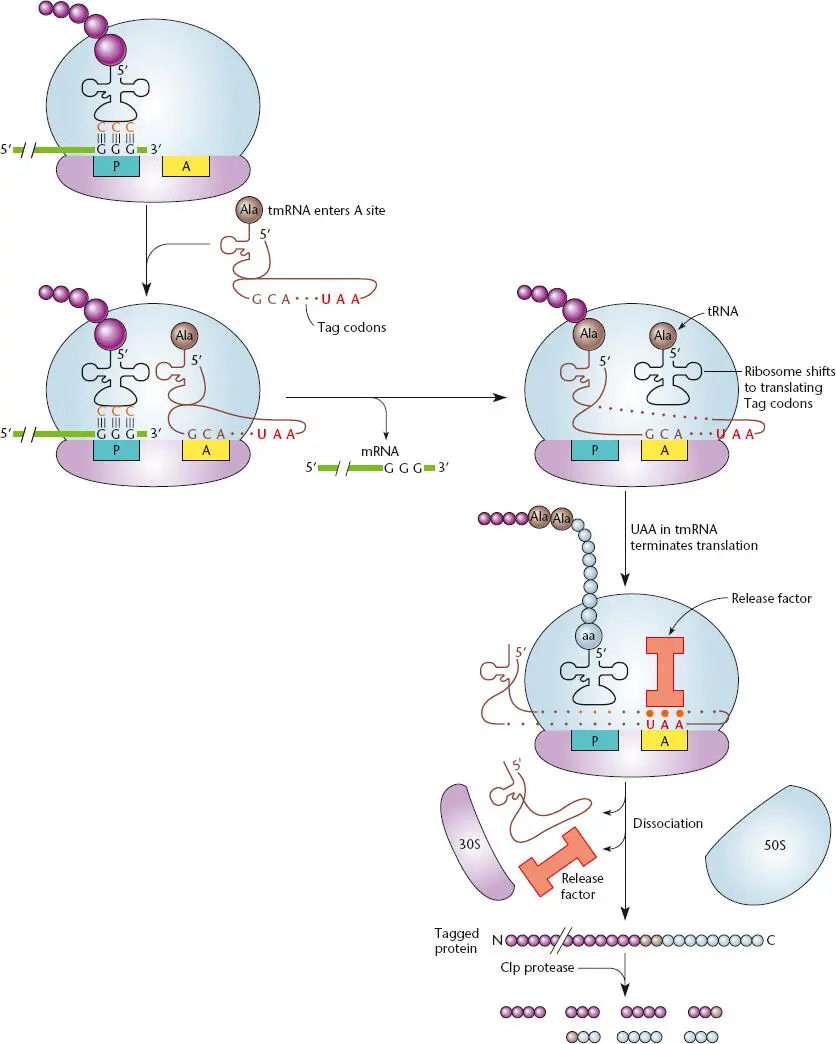 Figure 232 trans Translation by transfermessenger RNA tmRNA AA ribosome - фото 70
