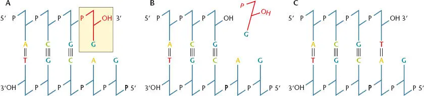 Figure 112 Editing function of DNA polymerase AA G is mistakenly placed - фото 21