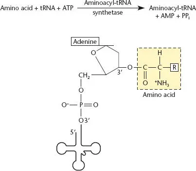Figure 224 Aminoacylation of a tRNA by its cognate aminoacyltRNA synthetase - фото 62