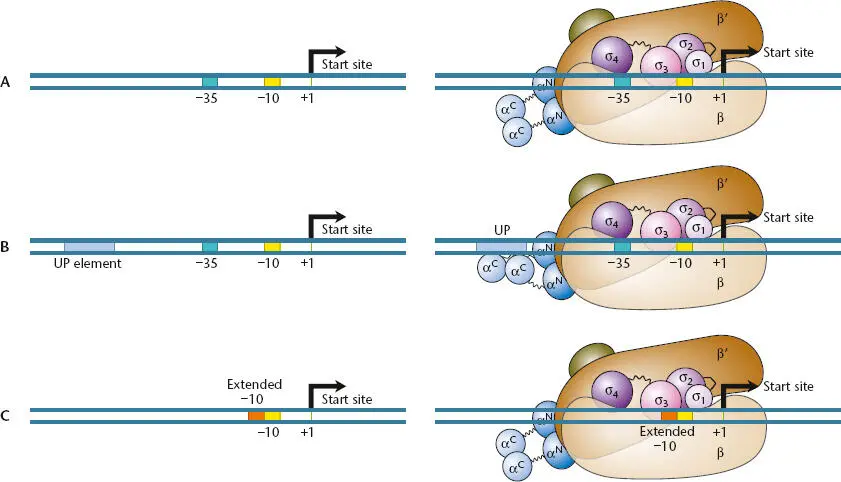 Figure 210 Interactions between RNA polymerase subunits and promoter elements - фото 48