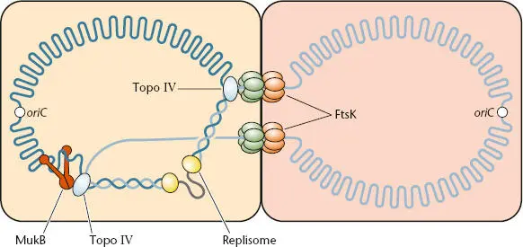 Figure 119 Model of the way in which chromosome decatenation by topoisomerase - фото 29