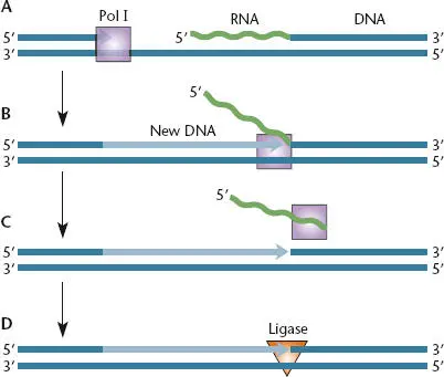 Figure 19 DNA polymerase I can remove an RNA primer by using strand - фото 18