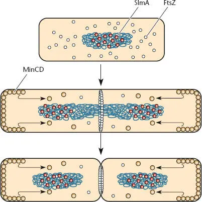 Figure 122 The MinCDE and nucleoid occlusion systems control placement of the - фото 32