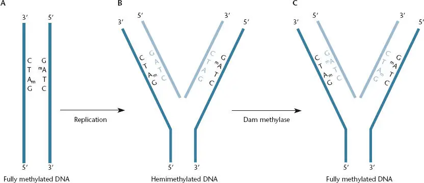 Figure 124 Replication creates hemimethylated DNA AThe A in the sequence - фото 34