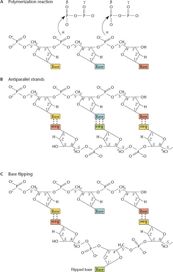 Figure 16 Features of DNA APolymerization of the deoxynucleotides during - фото 15