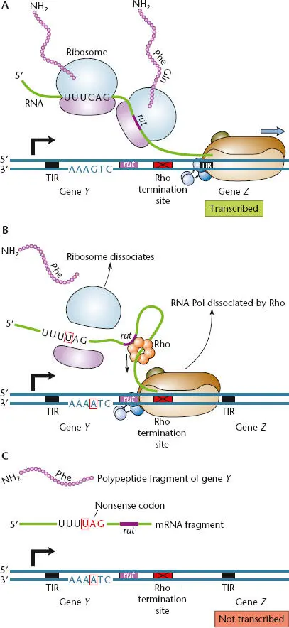 Figure 236 Polarity in transcription of a polycistronic mRNA transcribed from - фото 74