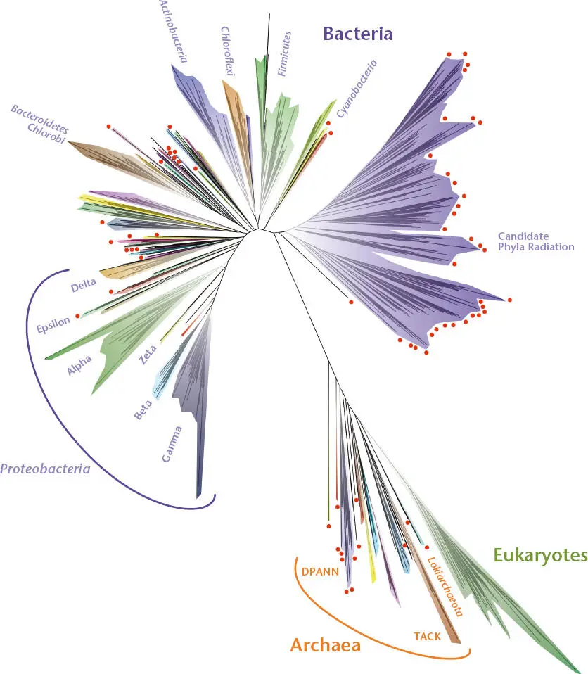 Figure 1 A molecular tree of life capturing diversity using ribosomal proteins - фото 8