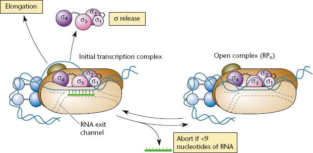 Figure 211 Abortive transcription and RNA polymerase escape from the promoter - фото 49