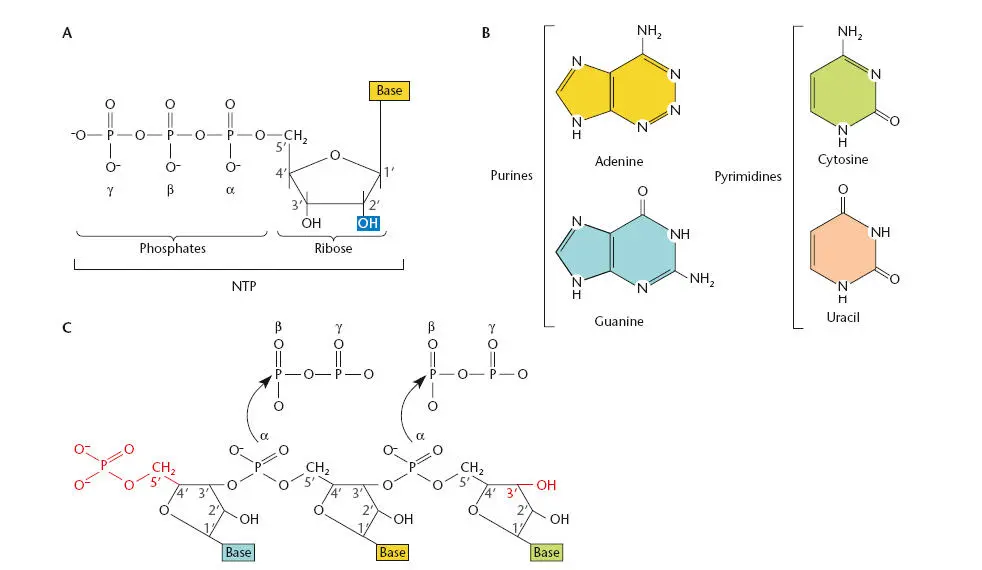 Figure 21 RNA precursors AA ribonucleoside triphosphate rNTP the form of - фото 39