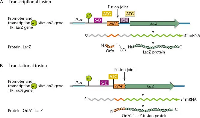 Figure 245 Transcriptional and translational fusions to express a lacZ - фото 83