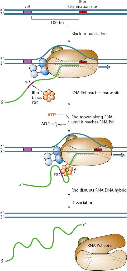 Figure 215 Model for factordependent transcription termination at a - фото 53