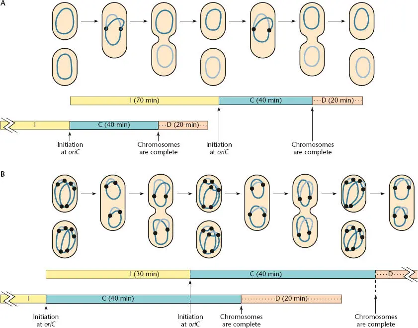 Figure 123 Timing of DNA replication during the cell cycle with two different - фото 33