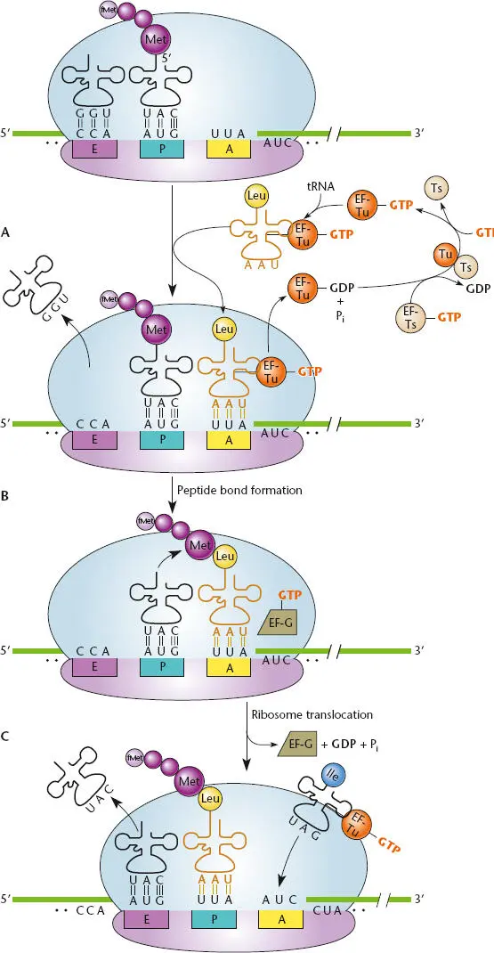 Figure 223 Overview of translation AThe ribosomal A aminoacyl site is - фото 61