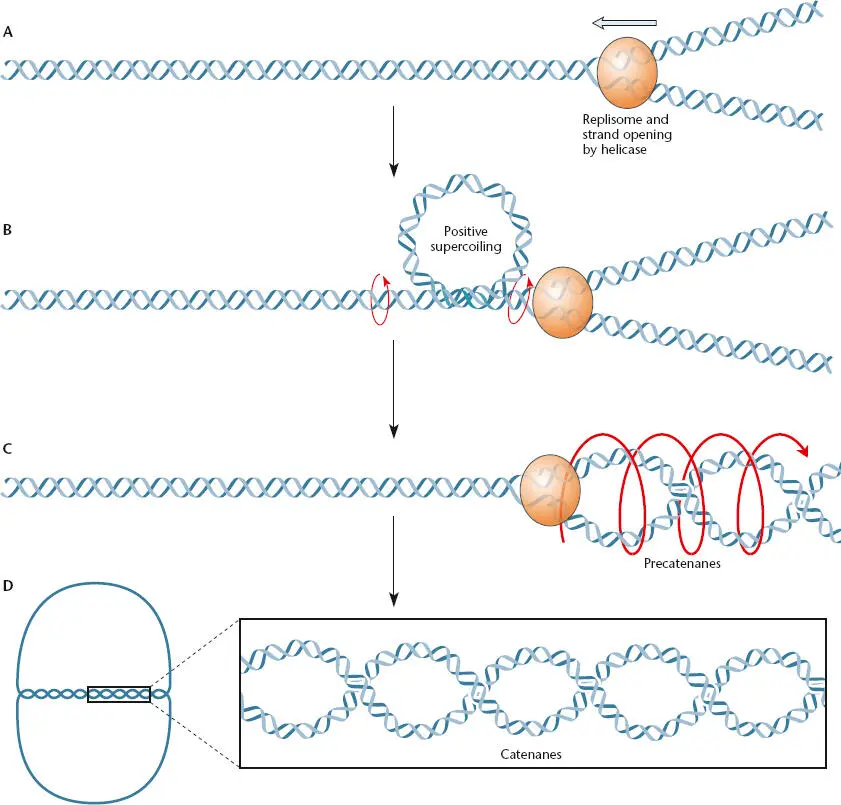 Figure 118 Model of the way in which unwinding of the template DNA strands can - фото 28
