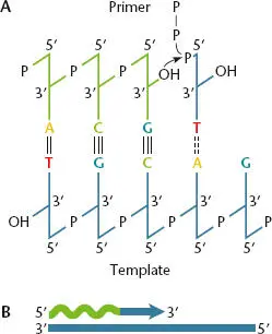 Figure 17 Functions of the primer and template in DNA replication AThe DNA - фото 16