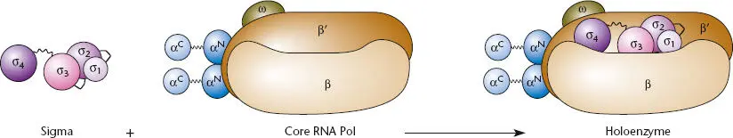 Figure 23 The structure of bacterial RNA polymerase The core enzyme is - фото 41