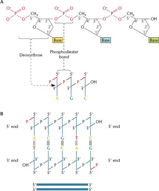 Figure 13 ASchematic drawing of a DNA chain showing the 3to5 attachment - фото 12