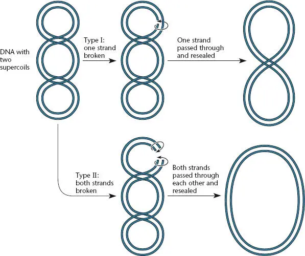 Figure 127 Action of the two types of topoisomerases The type I - фото 37