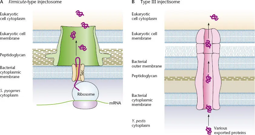 Figure 241 Comparison of the Firmicutetype injectosome Aand the type III - фото 79