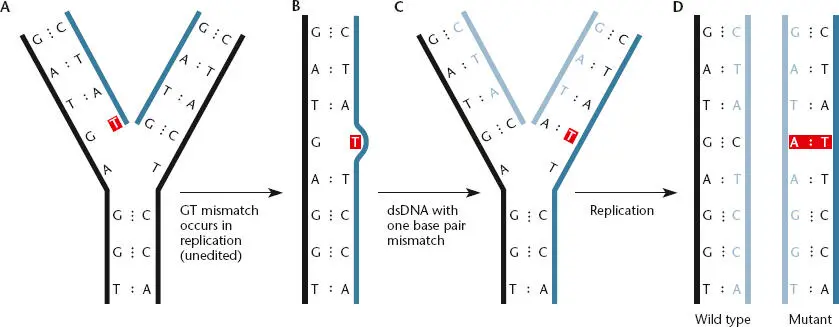 Figure 111 Mistakes in base pairing can lead to changes in the DNA sequence - фото 20