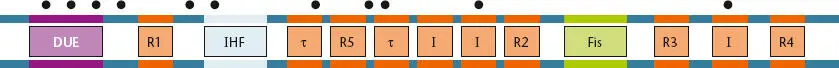 Figure 114 Structure of the origin of chromosomal replication oriC region - фото 23