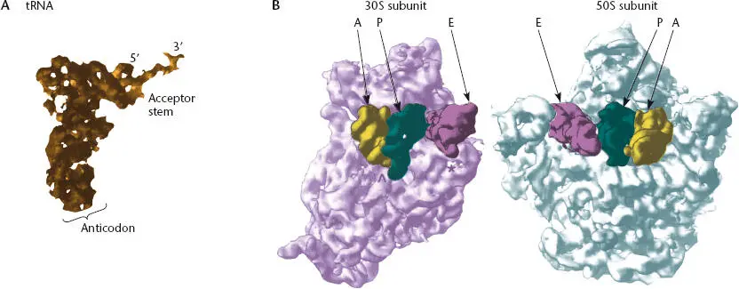 Figure 222 Crystal structures of a tRNA and the ribosome AStructure of a - фото 60