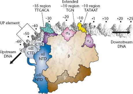 Figure 24 Crystal structure of bacterial RNA polymerase and σ interactions - фото 42