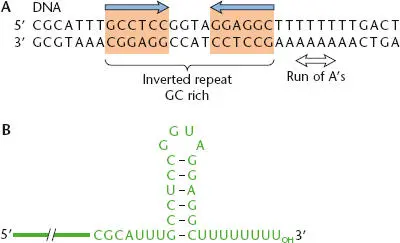 Figure 214 Transcription termination at a factorindependent termination site - фото 52