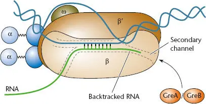Figure 213 Backtracked transcription elongation complex TEC Backward - фото 51