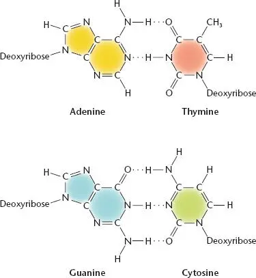 Figure 14 The two complementary base pairs found in DNA Two hydrogen bonds - фото 13