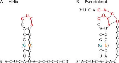 Figure 22 Secondary structure in an RNA AThe RNA folds back on itself to - фото 40