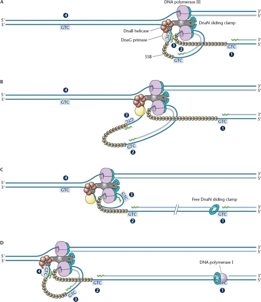 Figure 110 Trombone model for how both the leading strand and lagging strand - фото 19