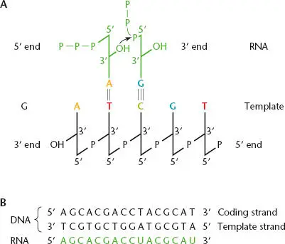 0 Figure 25 RNA transcription AThe polymerization reaction in which - фото 43