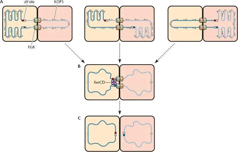 Figure 117 Model of the way in which chromosome translocation by FtsK - фото 27