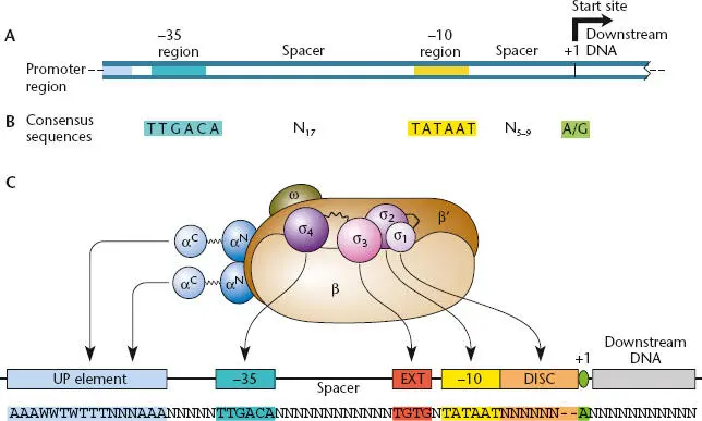 Figure 26 ATypical structure of a σ 70bacterial promoter BThe consensus - фото 44