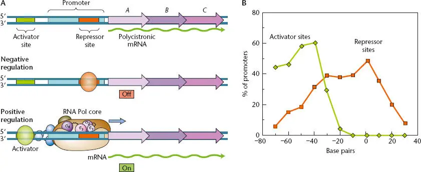 Figure 243 AThe two general types of transcriptional regulation In negative - фото 81