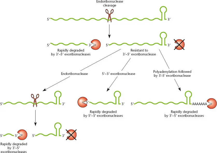 Figure 218 Pathways for RNA degradation RNA transcripts that are generated by - фото 56
