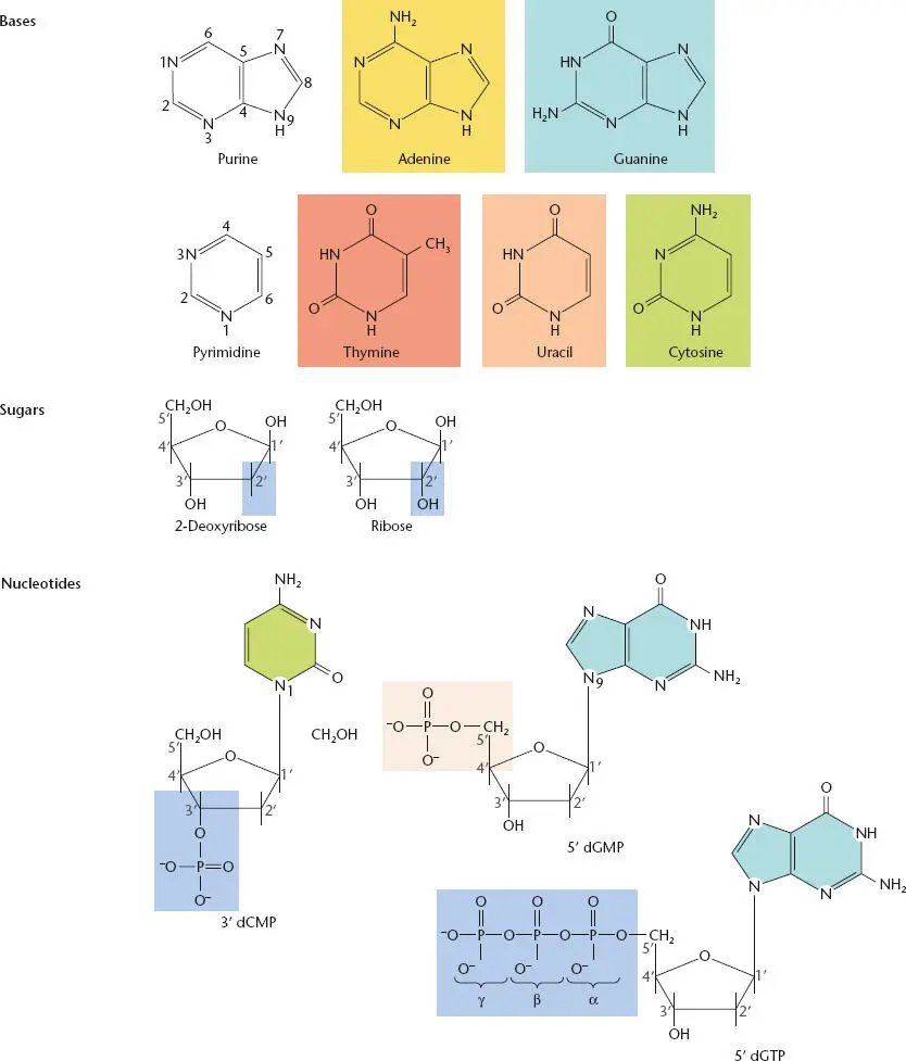 Figure 12 Chemical structures of deoxyribonucleotides showing the bases and - фото 11