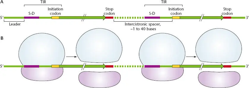 Figure 234 Structure of a polycistronic mRNA AThe coding sequence for each - фото 72
