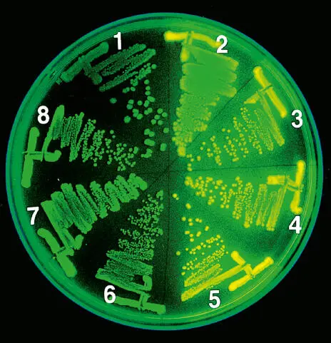 Fluorescence of transformants expressing MBPGFP hybrid proteins MC4100 - фото 38