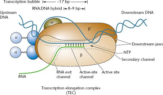 Figure 212 The transcription elongation complex TEC During elongation - фото 50