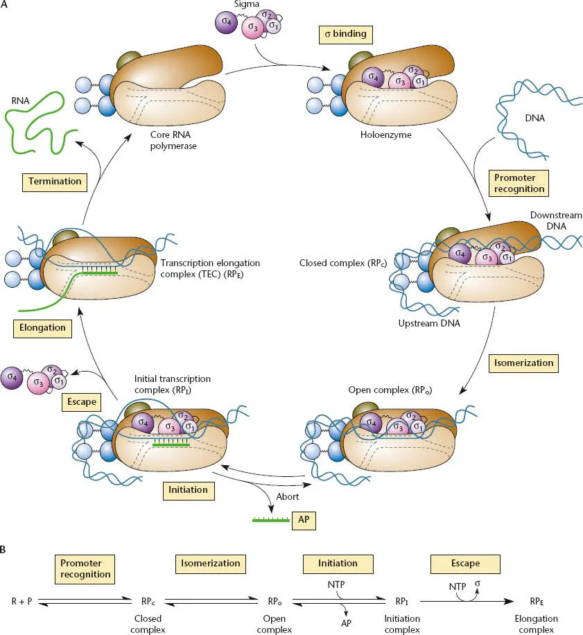 Figure 28 Overview of transcription AThe transcription cycle Each step is - фото 46