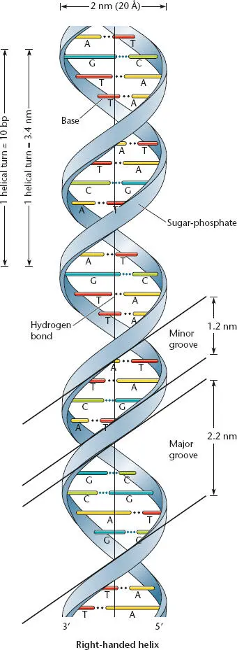 Figure 11 Schematic drawing of the WatsonCrick structure of DNA showing the - фото 10